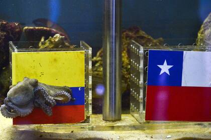 El Paul cafetero dudó mucho antes de elegir la bandera colombiana; "Seguro que contra Chile empatamos", dijo su dueño