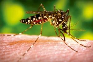 El peculiar disfraz de una mujer para generar conciencia entre sus vecinos que se hizo viral