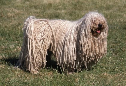 El pelaje del Puli es uno de los inconvenientes más grandes para los dueños a la hora de desenredarlo