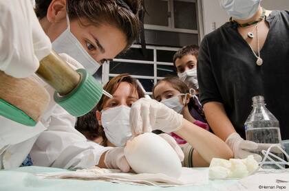 Analizan castrar a animales del zoo en mendoza