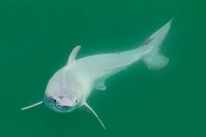 El pequeño ejemplar de tiburón blanco en las costas de California