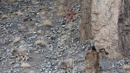 El pequeño leopardo se encuentra en la parte superior central de la imagen, justo sobre una de las piedras de la montaña