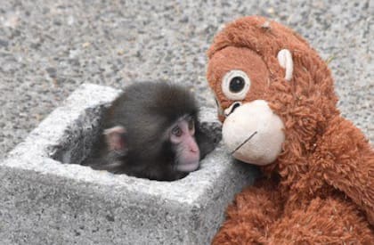 El pequeño mono japonés traslada su muñeco naranja por el recinto del zoológico de Ichikawa