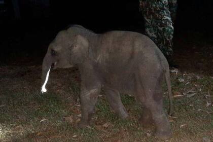 El pequeño paquidermo se recupera y será devuelto pronto al lugar donde paseaba junto a su madre y el resto de la manada