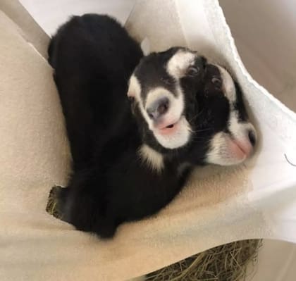 El pequeño puede alimentarse a través de sus dos bocas.