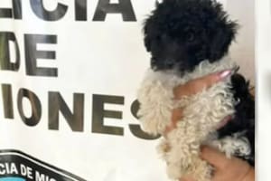 Rehén insólito: un delincuente amenazó con matar a un caniche robado para no ser detenido
