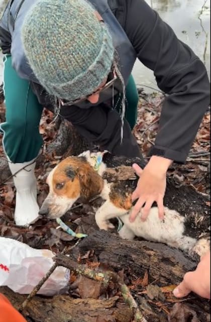 El “pequeño superviviente” se había metido en un tronco podrido.