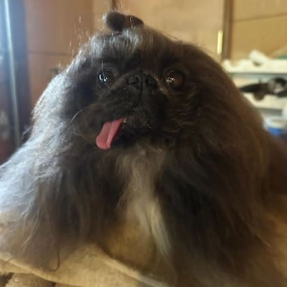 El pequinés Wild Thang se convirtió en el perro más feo del mundo