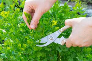 El perejil tiene compuestos para regular el PH urinario y reducir la presión arterial