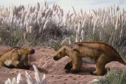 El perezoso cuyos restos fósiles halló un niño de 8 años en Miramar medía tres metros, pesaba una tonelada y habitó la región hace unos 100.000 años