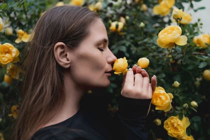 El perfume de las rosas calma los nervios y disminuye la rabia