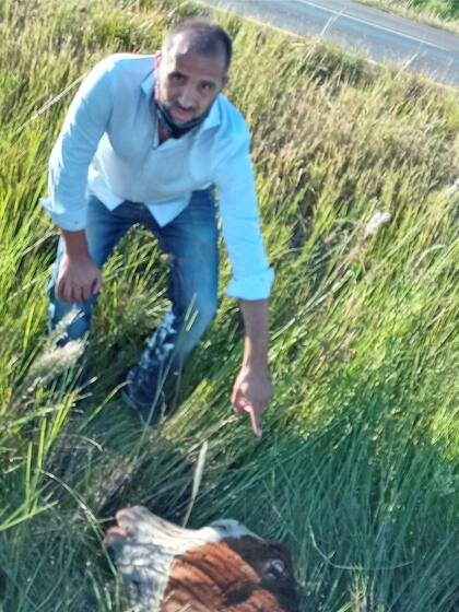 El periodista Martín Boerr, colaborador de LA NACION en Misiones, sufrió un insólito y peligroso incidente vial en la ruta 14, a la altura de Paso de los Libres (Corrientes), se le cruzó por delante un rebaño de vacas que cruzaba la autovía en fila india