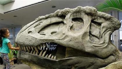 El periodo de incubación de los dinosaurios habría tardado entre tres y seis meses
Foto: Guillermo Ossa. Archivo EL TIEMPO