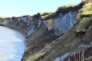 Un laboratorio revivió microbios congelados por cuarenta mil años