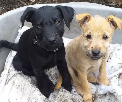 El perrito, a la izquiera, es Molly