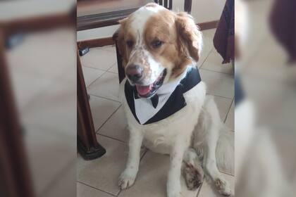 El perrito conquistó los corazones de los usuarios de TikTok (Captura video)