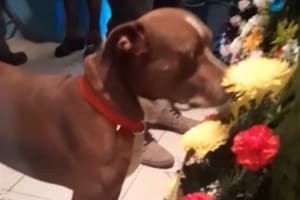 Un perro se despidió de su dueña en su funeral y el conmovedor momento se hizo viral