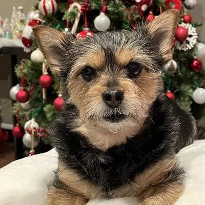 El perrito de Diana le ofrece apoyo emocional.