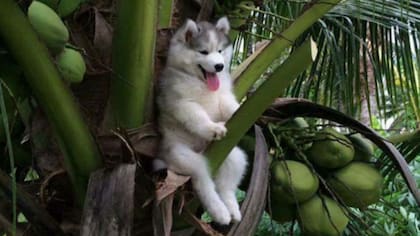 El perrito en la palmera