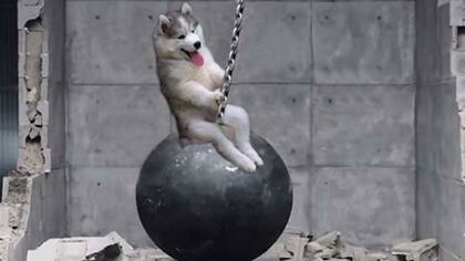 El perrito en una bola de demolición