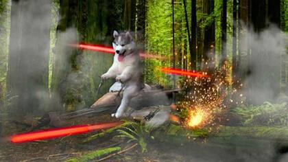 El perrito escapa de un tiroteo de lásers en una escena de Star Wars