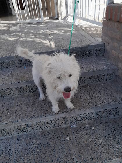 El perrito que fue encontrado abandonado en la puerta de una escuela durante la elección