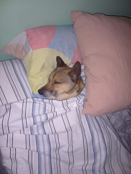 El perrito rescatado se negaba a apagarse.