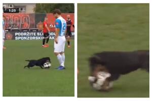El perro agarró la pelota y se llevó todas las miradas
