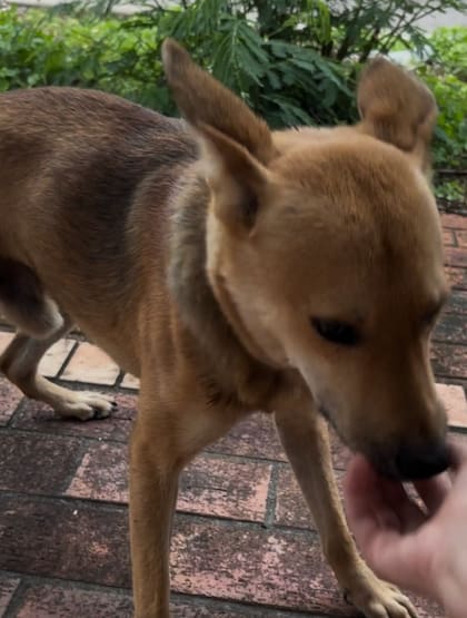 El perro, al que apodaron Kai, era muy dócil y amable con los humanos (Foto: The Dodo)