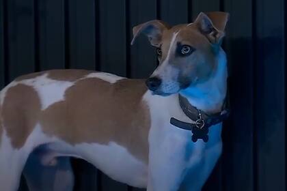 El perro Arturo también quedó en el ojo de la tormenta