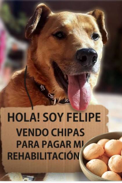 El perro busca, además, una familia que lo adopte