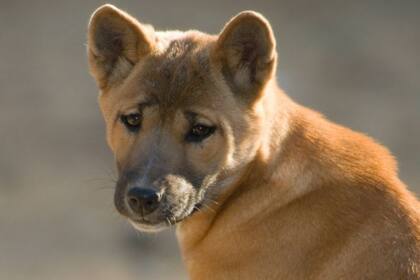 El perro cantor de Nueva Guinea es un representante de un linaje que se encuentra en perros en Asia y Oceanía