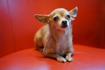 El perro chihuahua tiene diez años con la familia; fotografía ilustrativa, no pertenece a los hechos