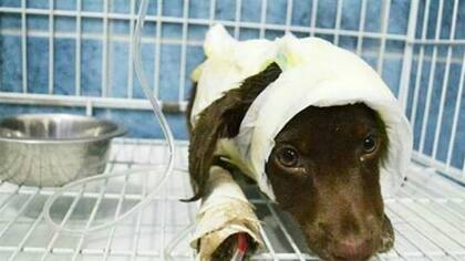 El perro Chocolate en la veterinaria