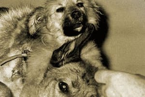 El perro de dos cabezas creado por el científico soviético Vladímir Demijov