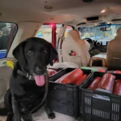 El perro de la CBP fue quien alertó sobre el alimento oculto en la zona de carga trasera del vehículo