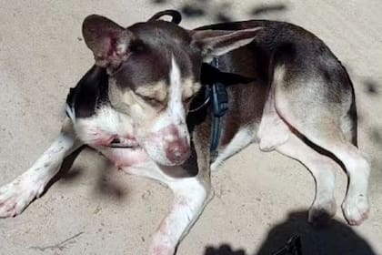 El perro de la joven de 31 años permaneció al lado del cuerpo de su dueña tras el asesinato