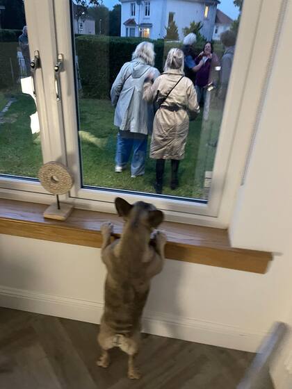 El perro de Lanna observa como se sacan fotos los extraños en el patio de la casa
Foto: @lannatolland