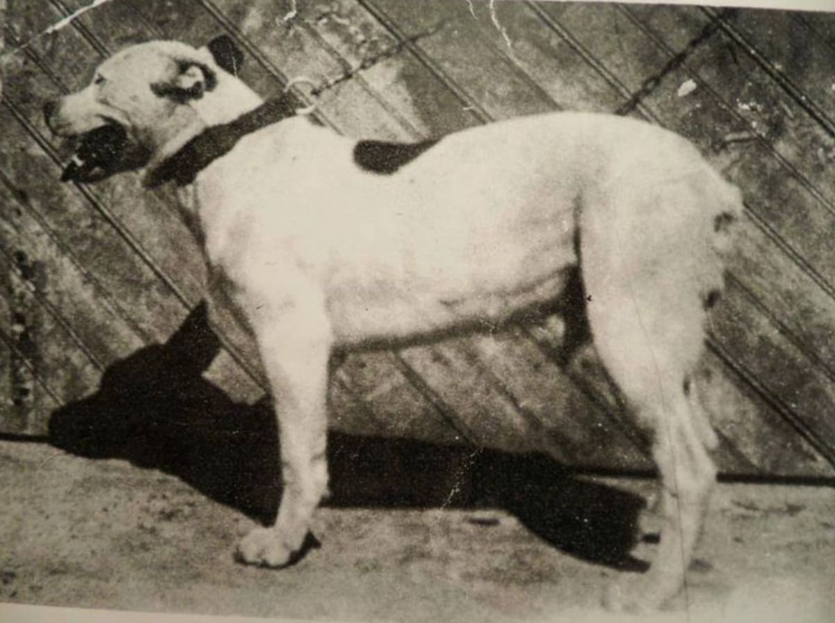 Perro de pelea cordobés la especie argentina que se extinguió a