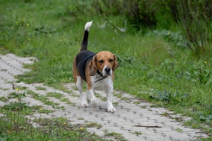 El perro de raza beagle se considera como amable y amistoso con los noños