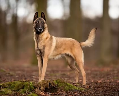 El perro de raza belga malonais que custodia a la familia del Dibu Martínez