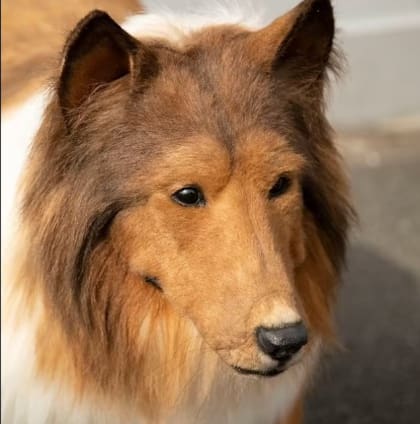 El perro de Toko puede abrir y cerrar la boca.