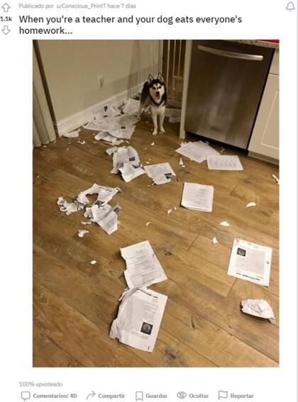 El perro de un profesor destrozó la tarea de sus alumnos y el hecho se viralizó en las redes
Foto: Reddit