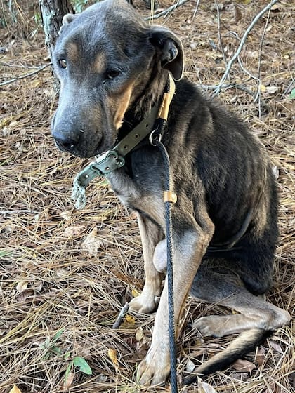 El perro, desnutrido y frágil, no tenía energías para escapar, así que se quedó allí sentado, temblando.