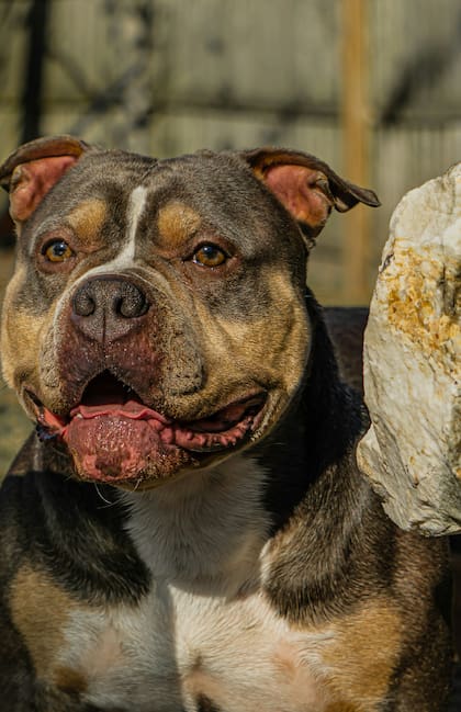 El perro era de la raza American Bully (foto ilustrativa)