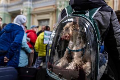 El perro es llevado en una mochila mientras los refugiados de Ucrania esperan en la estación de trenes de Przemysl, en el este de Polonia