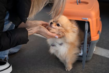 El perro es un fiel compañero de hombres y mujeres; su efeméride busca concientizar sobre los canes que sufren