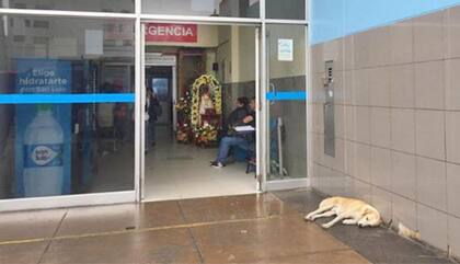 El perro esperando en la puerta del Hospital, esperando a su dueño. Fuente: El comercio