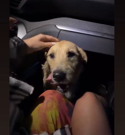 El perro estaba extraviado en la ruta en plena madrugada (Foto: @evangelinaanderson)