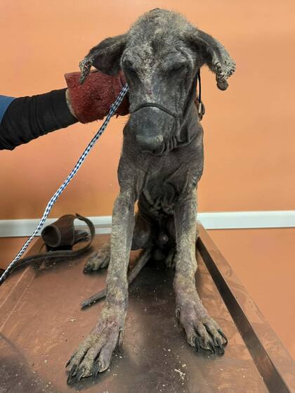 El perro estaba extremadamente delgado y prácticamente sin pelo; su frágil cuerpo reflejaba una vida de penurias.